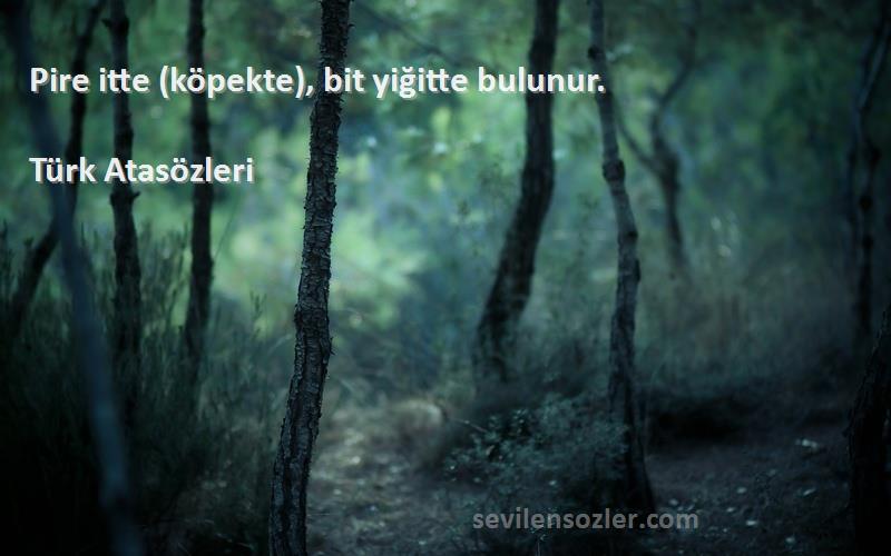 Türk Atasözleri - Pire itte (köpekte), bit yiğitte bulunur.