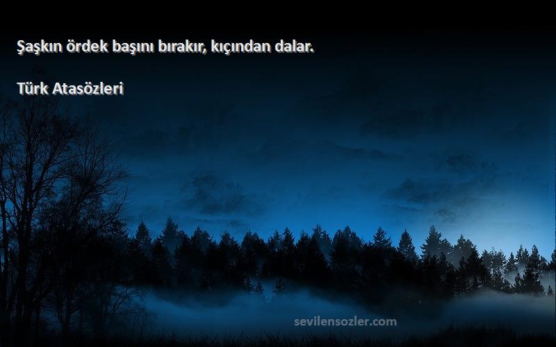 Türk Atasözleri - Şaşkın ördek başını bırakır, kıçından dalar.