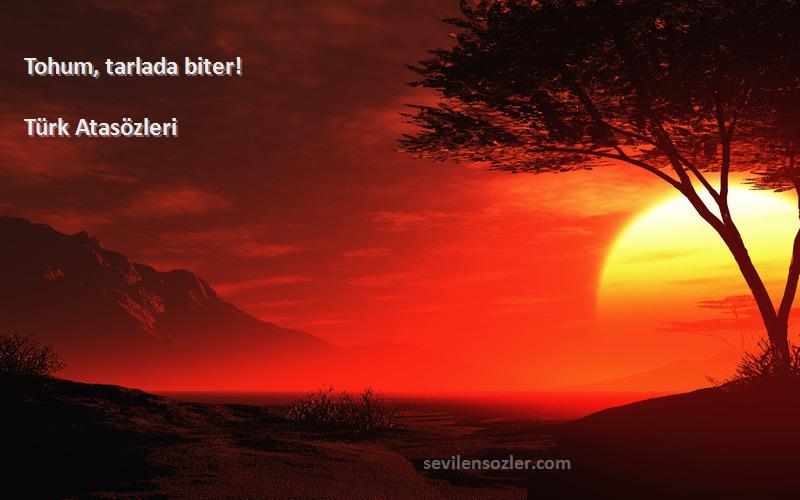 Türk Atasözleri - Tohum, tarlada biter!