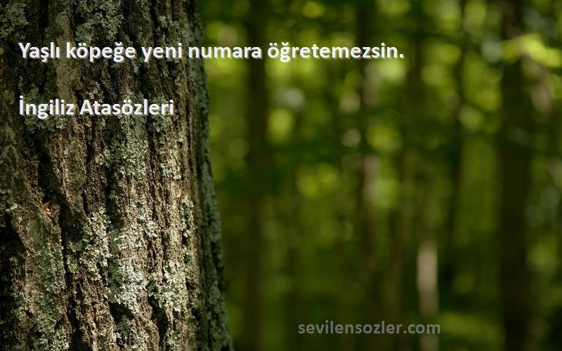 İngiliz Atasözleri - Yaşlı köpeğe yeni numara öğretemezsin.