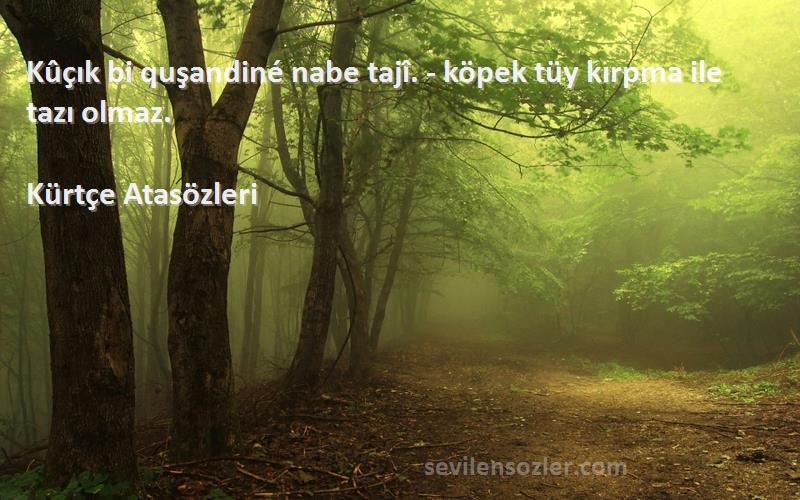 Kürtçe Atasözleri - Kûçık bi quşandiné nabe tajî. - köpek tüy kırpma ile tazı olmaz.