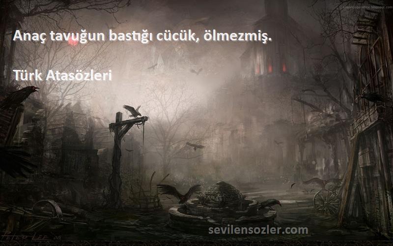 Türk Atasözleri - Anaç tavuğun bastığı cücük, ölmezmiş.